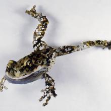 Balletic Frog