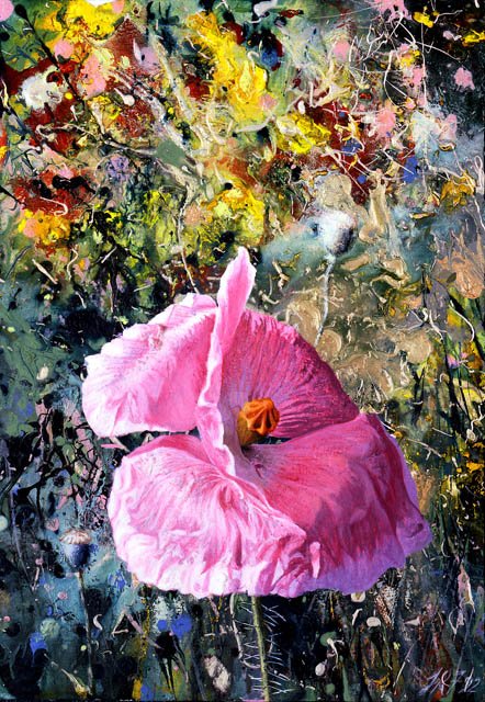 240 Pink Craypaper Poppy, Botany Lesson #11