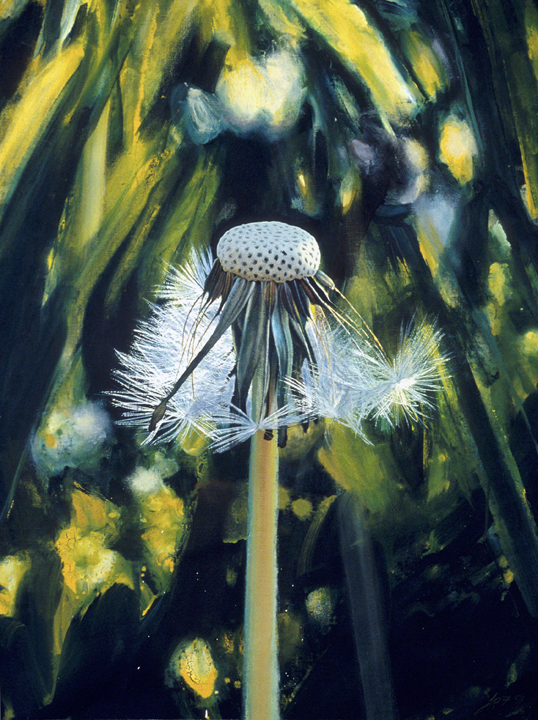 228 Dandelion