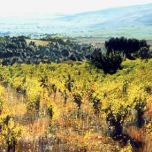 320 Vineyard Languedoc