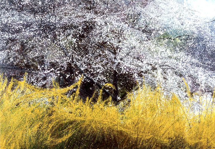 402 Forsythia