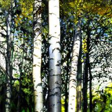 501 Sunlit Birches