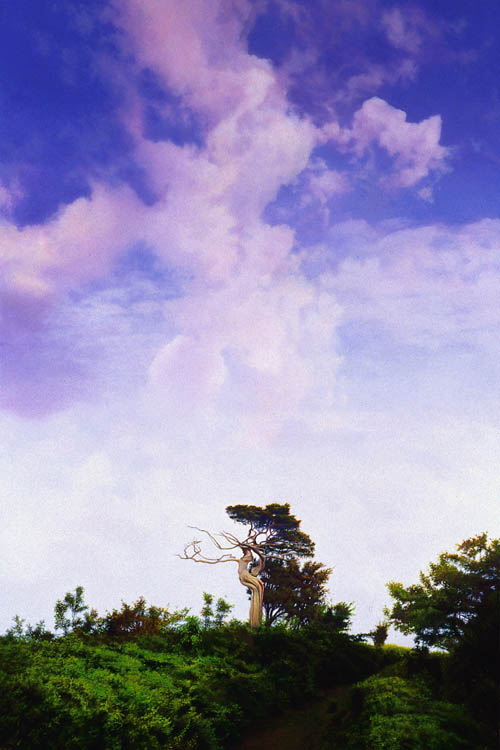 614 Sentinel Tree