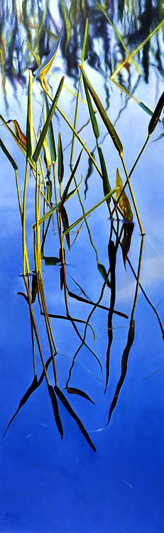 698 Walking Stick
