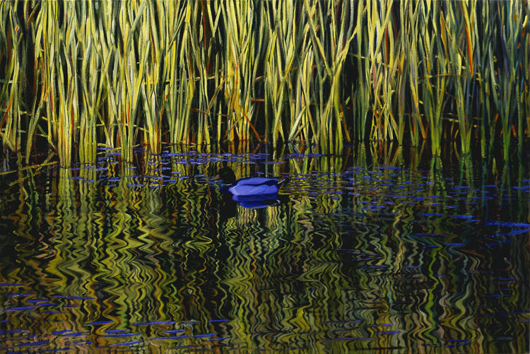 762 Mallard and Reeds