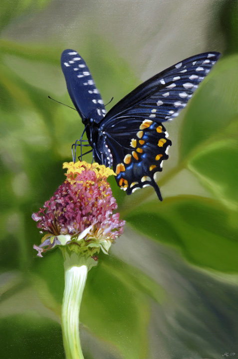 993 Black Swallowtail #1