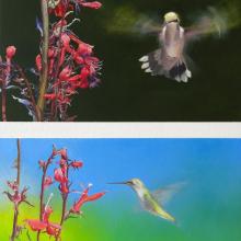 915 Hummingbirds and Lobelia