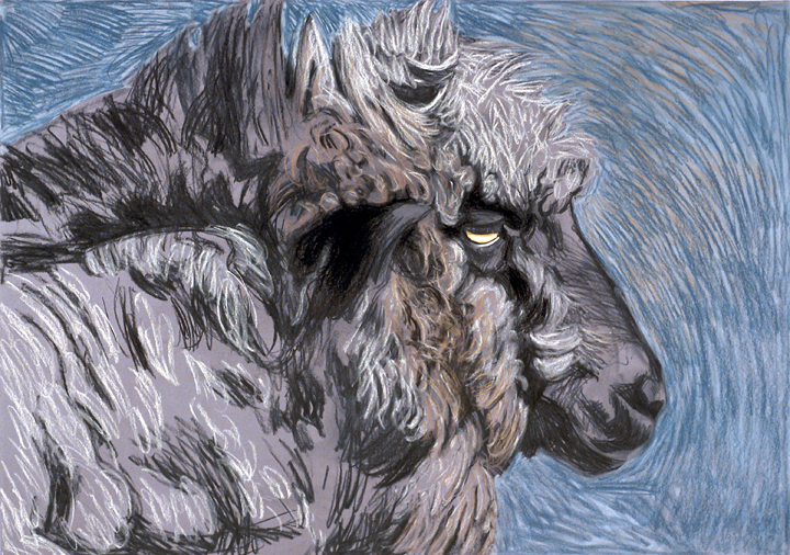 053 Black-Faced Ewe