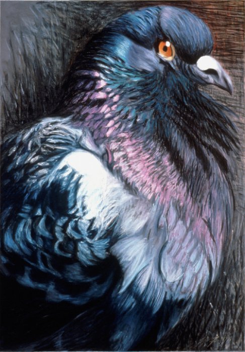 090 Puffed-Up Pigeon