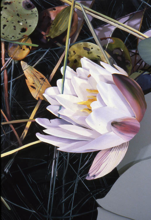 Fragrant Lily, detail