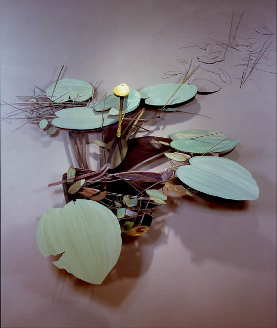 Bull's Head Lily, installation