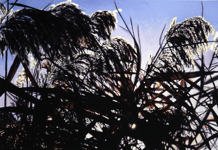 114 Backlit Rushes