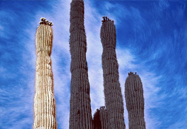 Saguaros