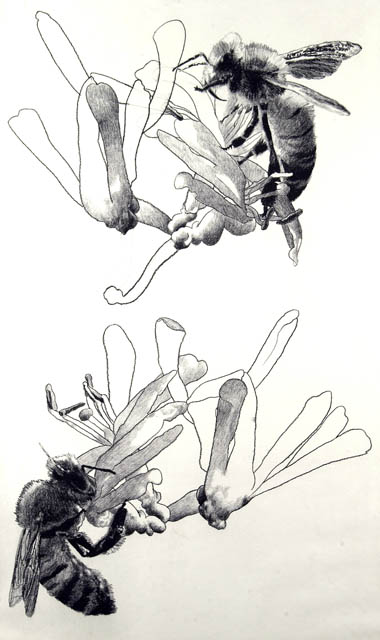 Honeybee #6
