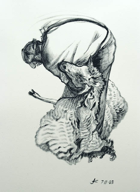 Sheep Shearing #5