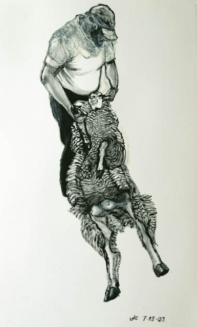 Sheep Shearing #6