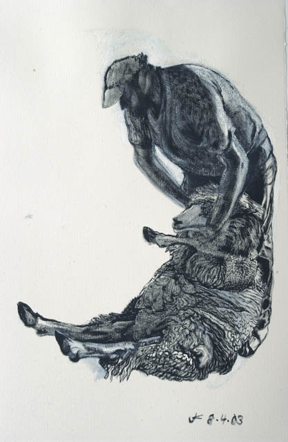 Sheep Shearing #8