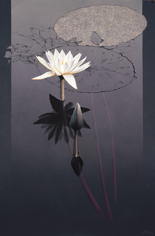 194 Courtly Lotus
